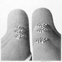 5-f